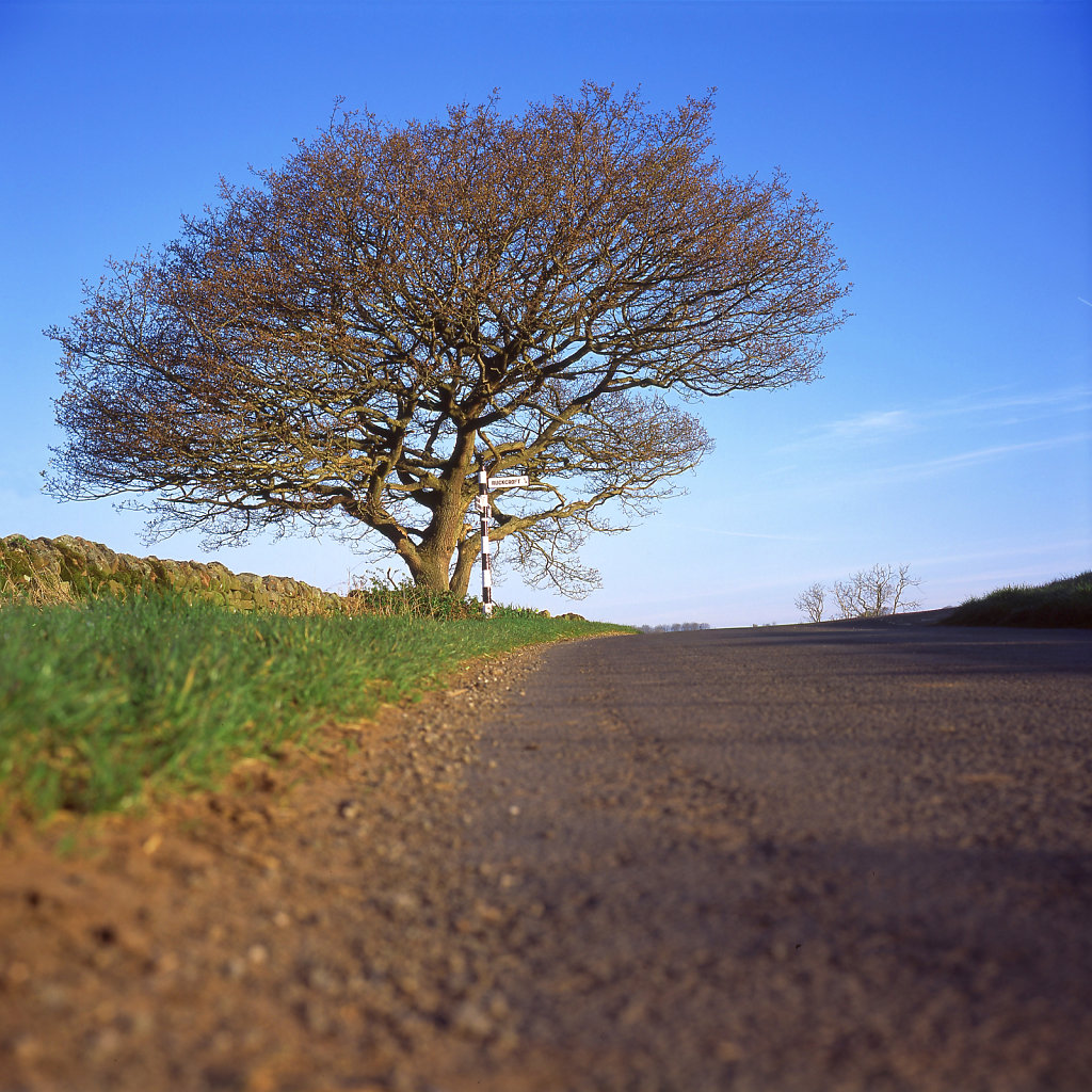 Provia tree